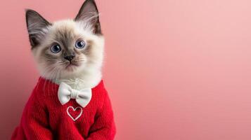 Siamese cat in red suit with heart shaped embroidery, looking adorable against pink background. This charming feline captures hearts effortlessly photo