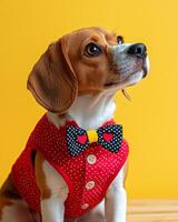 Beagle wearing playful red suit with polka dot bow tie, looking adorable against bright yellow background. This charming dog exudes joy and style photo