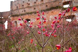 Deciduous shrub, pink flowers with orange seeds of euonymus europaeus or spindle. Celastraceae photo