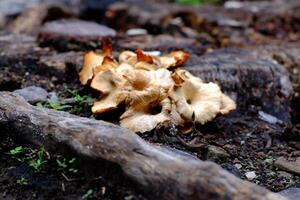 A close-up of a fascinating fungal growth on a decaying tree stump in a natural setting. photo