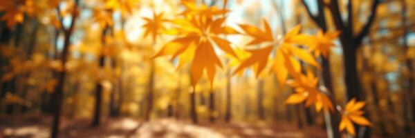 Colorful autumn foliage highlights golden leaves under sunlight in a tranquil forest setting photo