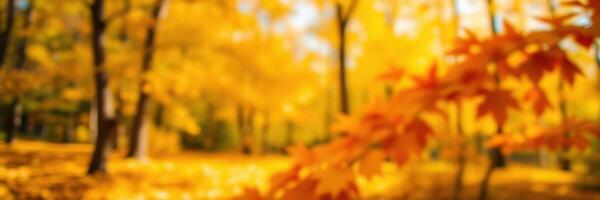 Colorful autumn foliage illuminates a tranquil forest path filled with golden leaves during a calm afternoon walk photo