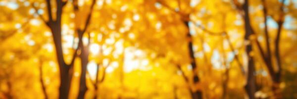 Colorful autumn foliage creates a warm atmosphere in a tranquil forest setting during the peak of fall season photo
