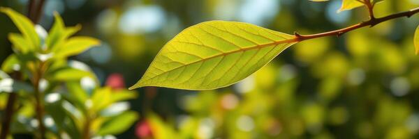 Sunlight filters through vibrant green leaves showcasing nature's beauty in a tranquil garden setting photo