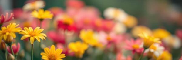 Colorful spring flowers bloom in a vibrant garden, showcasing a mix of yellow, red, and white petals under soft sunlight photo