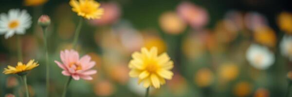 Colorful wildflowers bloom in a vibrant meadow during springtime in an outdoor garden photo
