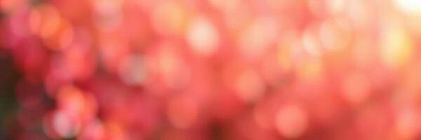 Colorful bokeh effect showcasing blurred vibrant hues in an outdoor setting during golden hour photo