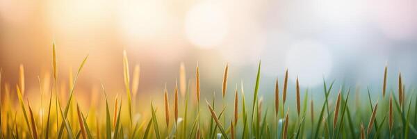 Grass glimmers under soft sunlight at dusk in a peaceful, natural setting photo