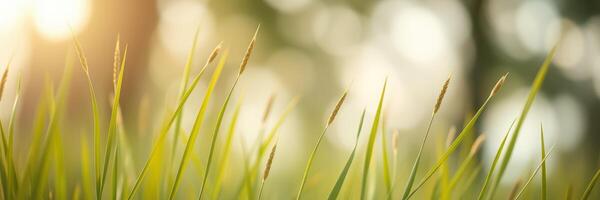 Sunlight shines through green grass blades in a serene natural setting during the golden hour photo