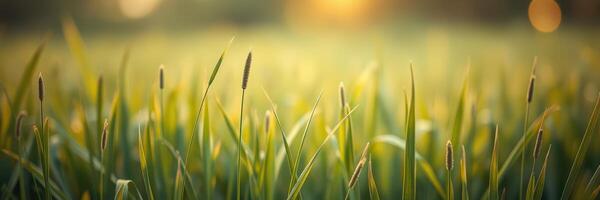 Golden sunlight illuminates lush green grass during a serene evening in a tranquil field setting photo