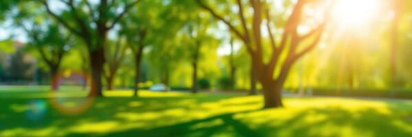 Sunlight filters through vibrant trees in a lush park on a sunny afternoon photo