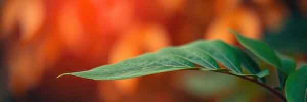 Close-up of a green leaf against a warm blurred background capturing the essence of nature in the late afternoon light photo