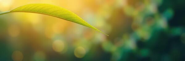 Leaf captured in soft evening light, showcasing vibrant green color amidst a blurred background of nature photo