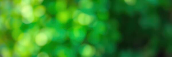 Soft green bokeh effect created by sunlight filtering through leaves in a lush garden photo