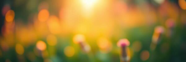 Vibrant sunset creating a warm glow over blooming flowers in a garden during late afternoon photo