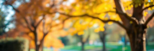 Autumn trees with vibrant yellow leaves beside a park pathway in the warm afternoon sun photo