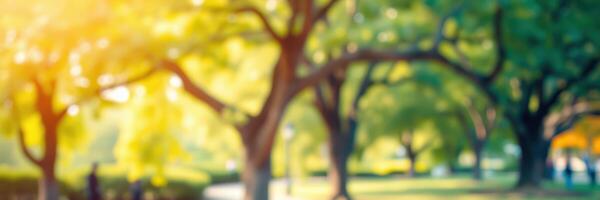 Sunlight filters through vibrant trees in a peaceful park setting during a warm afternoon filled with leisure photo