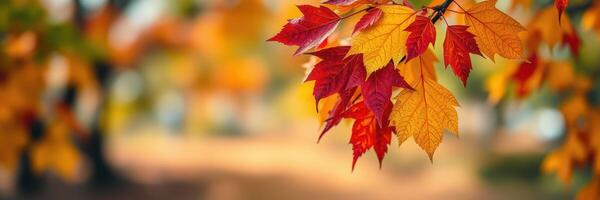 Colorful autumn leaves showcase vibrant red and orange hues in a serene park setting during fall season photo