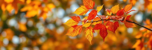 Vibrant autumn leaves glowing in the sunlight during a peaceful afternoon in a park setting photo