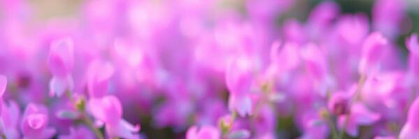Vibrant pink flowers in a lush garden during a sunny spring afternoon create a peaceful and colorful atmosphere for visitors photo