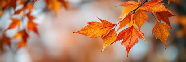 Vibrant orange maple leaves glistening in the autumn sunlight against a blurred background photo