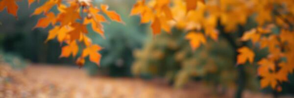 Beautiful autumn leaves hang gently above a blurred landscape showcasing vibrant fall colors in a tranquil park setting photo