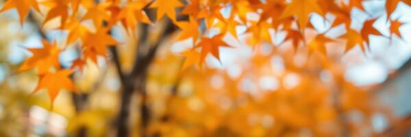 Vibrant orange autumn leaves glowing against a blurred background in a peaceful park setting photo