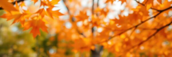 Colorful autumn leaves create a vibrant backdrop in a serene forest setting during a sunny day photo