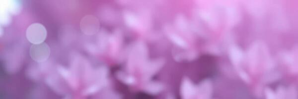 Beautiful soft pink floral background with blurred details creating a dreamy atmosphere photo