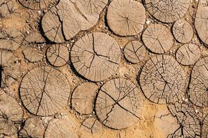 the old path is laid out of round wooden sections. Background of wooden sections of timber photo