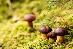 There are a lot of mushrooms lying in the forest on green moss. A lot of Polish moss mushrooms photo
