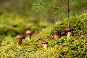 There are a lot of mushrooms lying in the forest on green moss. A lot of Polish moss mushrooms photo