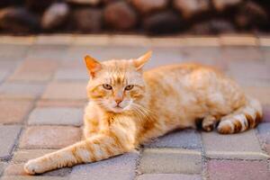 a red-haired cat lies outdoors and enjoys a sunny summer day photo