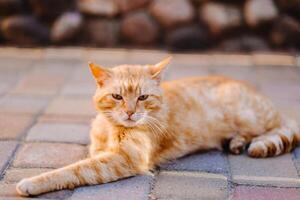 a red-haired cat lies outdoors and enjoys a sunny summer day photo