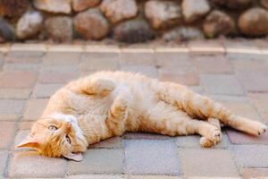 a ginger cat is lying on its back outdoors and enjoying a sunny summer day photo