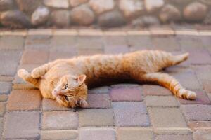 a red-haired cat lies on its side outdoors and enjoys a sunny summer day photo