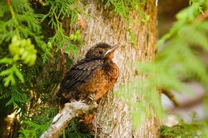 A thrush chick is sitting on a tree branch. The bird is a small blackbird sitting on the tree photo