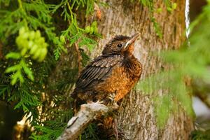 A thrush chick is sitting on a tree branch. The bird is a small blackbird sitting on the tree photo