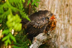 A thrush chick sits on a tree branch with its beak open in search of food. The bird is a small blackbird sitting on a tree photo