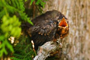 A thrush chick sits on a tree branch with its beak open in search of food. The bird is a small blackbird sitting on a tree photo