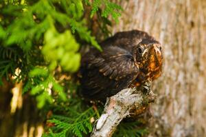 A thrush chick is sitting on a tree branch. The bird is a small blackbird sitting on the tree photo