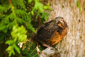 A thrush chick is sitting on a tree branch. The bird is a small blackbird sitting on the tree photo