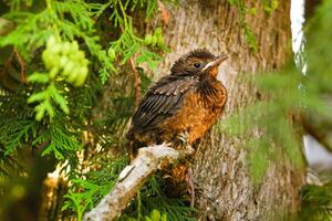 A thrush chick is sitting on a tree branch. The bird is a small blackbird sitting on the tree photo