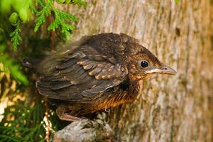 A thrush chick is sitting on a tree branch. The bird is a small blackbird sitting on the tree photo