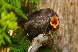 A thrush chick sits on a tree branch with its beak open in search of food. The bird is a small blackbird sitting on a tree photo