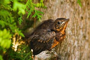 A thrush chick is sitting on a tree branch. The bird is a small blackbird sitting on the tree photo