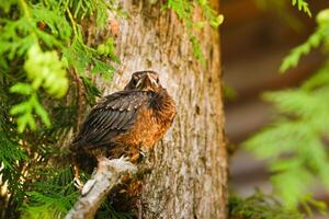 A thrush chick is sitting on a tree branch. The bird is a small blackbird sitting on the tree photo
