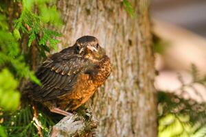 A thrush chick is sitting on a tree branch. The bird is a small blackbird sitting on the tree photo