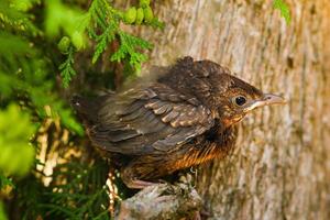A thrush chick is sitting on a tree branch. The bird is a small blackbird sitting on the tree photo