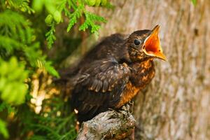 A thrush chick sits on a tree branch with its beak open in search of food. The bird is a small blackbird sitting on a tree photo